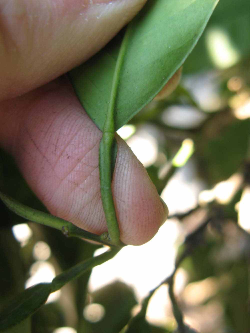              Petiole (Winter Haven, FL)       